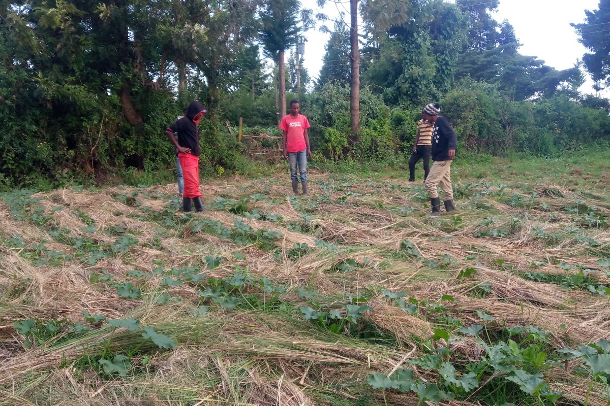 Kathurima Mwongera and partners work on the farm.jpg